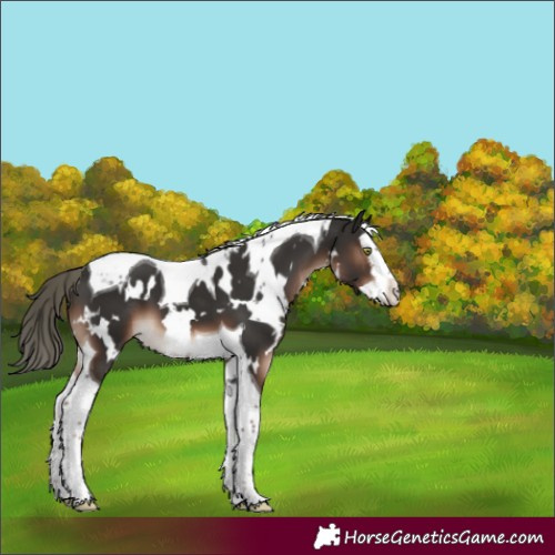 Horse Color:White Spotted Liver Chestnut Mushroom Splash Tobiano