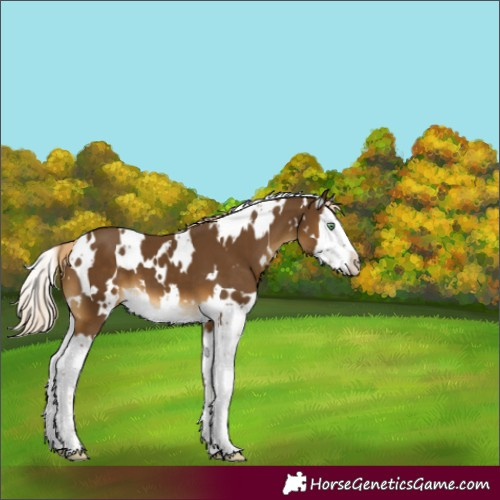 Horse Color:White Spotted Chocolate Palomino Mushroom Splash 