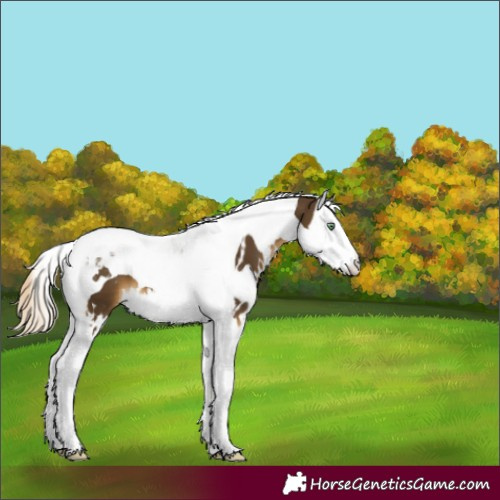 Horse Color:White Spotted Chocolate Palomino Mushroom Splash Tobiano 