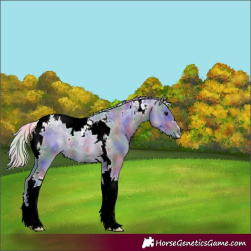 Horse Color:Nacre Watercolor Silver Grullo Tobiano 