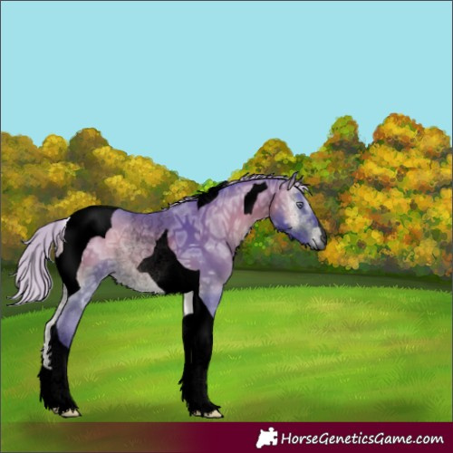 Horse Color:Gray Void Watercolor Silver Bay Chinchilla Ice Onyx Tobiano 