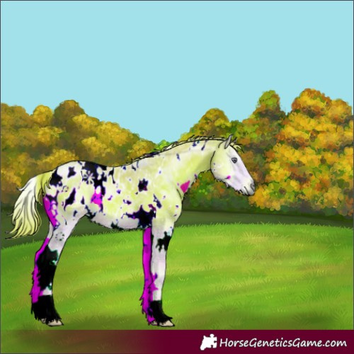 Horse Color:Gray Watercolor White Spotted Red Onyx Chinchilla Ice Appaloosa