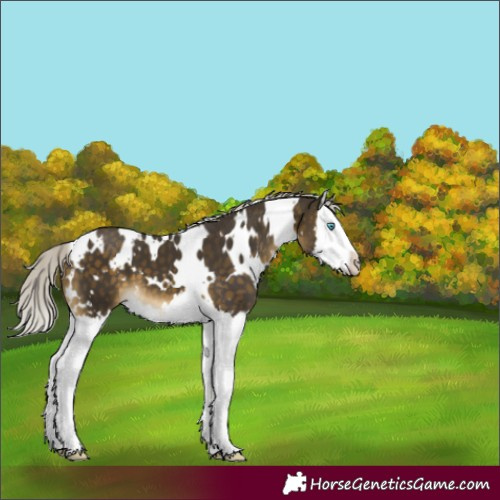 Horse Color:White Spotted Silver Buckskin Splash