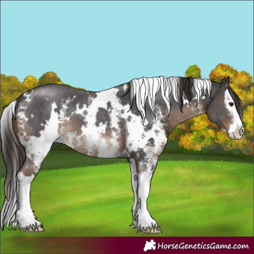 Horse Color:White Spotted Liver Chestnut Sabino Splash