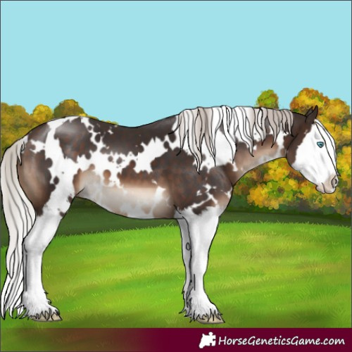 Horse Color:White Spotted Silver Brown Splash 