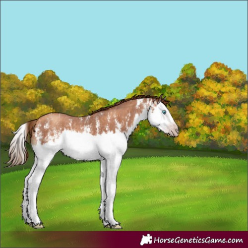 Horse Color:Gray Gold Champagne Sabino Splash 
