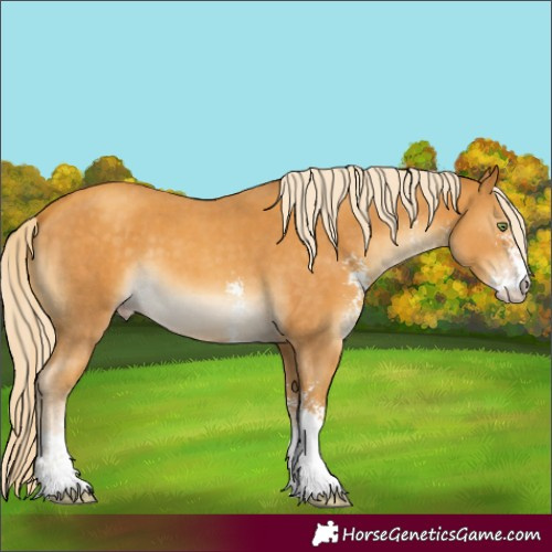 Horse Color:Gold Cream Champagne Sabino