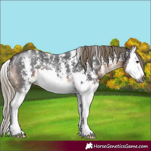 Horse Color:Gray Liver Chestnut Mushroom Sabino Splash 