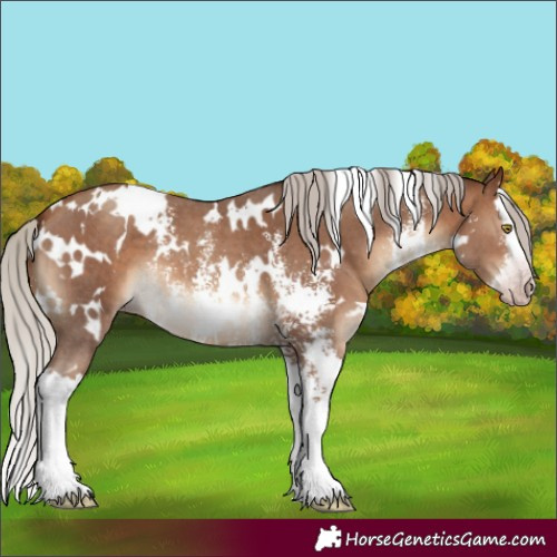 Horse Color:Gray White Spotted Silver Sable Champagne Sabino Splash