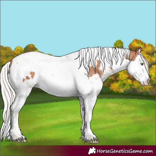 Horse Color:White Spotted Silver Sable Champagne Splash Tobiano 