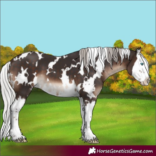 Horse Color:White Spotted Silver Brown Splash