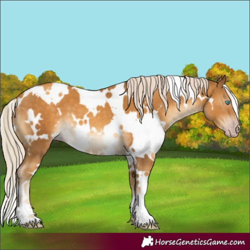 Horse Color:Gray White Spotted Gold Cream Champagne Mushroom 