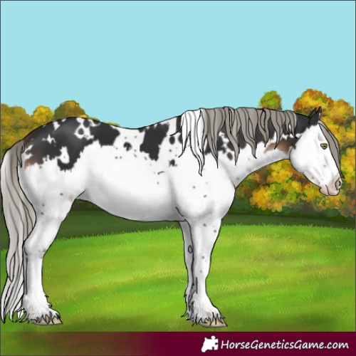 Horse Color:White Spotted Liver Chestnut Mushroom Splash
