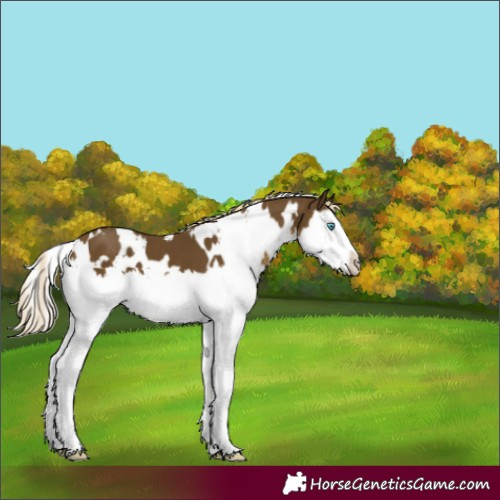 Horse Color:White Spotted Chocolate Palomino Mushroom Splash