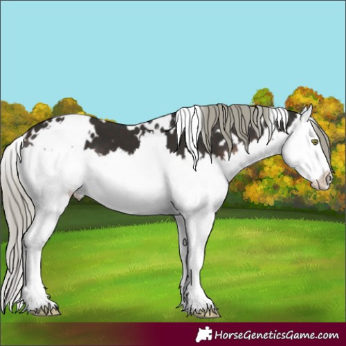 Horse Color:White Spotted Liver Chestnut Mushroom Splash