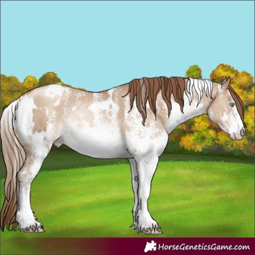 Horse Color:White Spotted Liver Red Dun Pearl Rabicano 