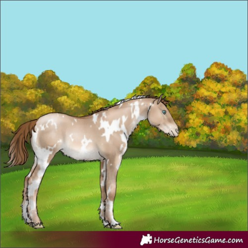 Horse Color:White Spotted Liver Red Dun Pearl Rabicano 