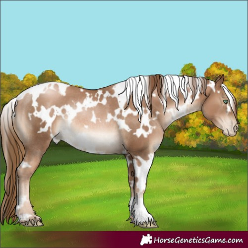Horse Color:White Spotted Liver Chestnut Pearl Rabicano