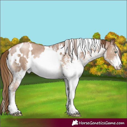 Horse Color:White Spotted Liver Chestnut Pearl Rabicano 