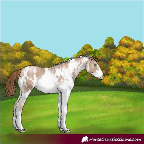 Horse Color:White Spotted Liver Chestnut Pearl Rabicano 