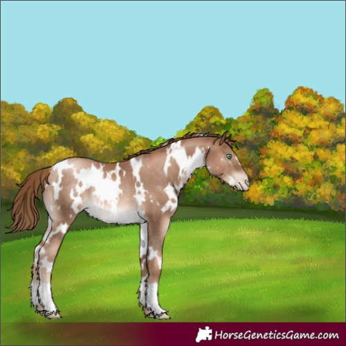 Horse Color:White Spotted Liver Chestnut Pearl Rabicano 