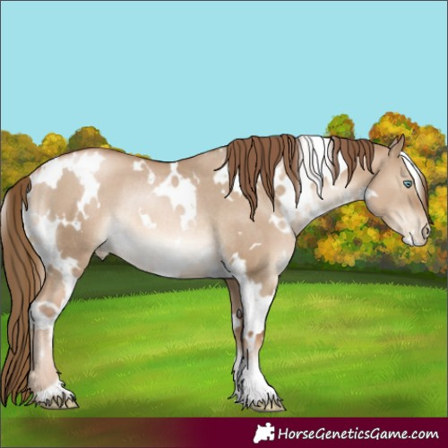 Horse Color:White Spotted Liver Red Dun Pearl Rabicano