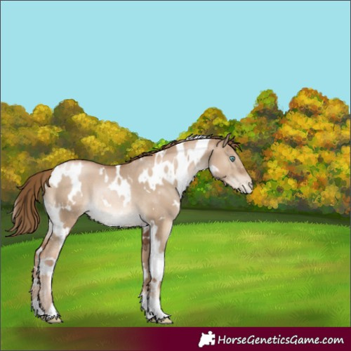 Horse Color:White Spotted Liver Red Dun Pearl Rabicano 