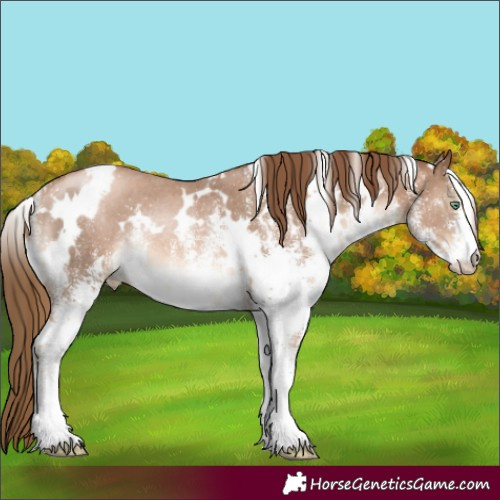 Horse Color:White Spotted Liver Chestnut Pearl Rabicano