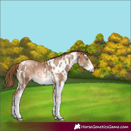 Horse Color:White Spotted Liver Chestnut Pearl 