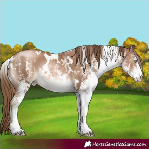 Horse Color:White Spotted Liver Chestnut Pearl