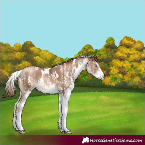 Horse Color:White Spotted Liver Chestnut Pearl