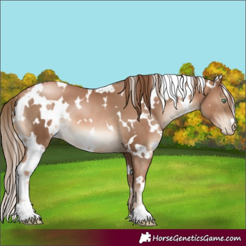 Horse Color:White Spotted Liver Chestnut Pearl 