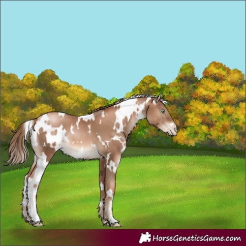 Horse Color:White Spotted Liver Chestnut Pearl 