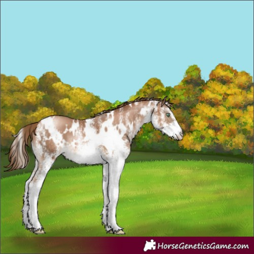 Horse Color:White Spotted Liver Chestnut Pearl 