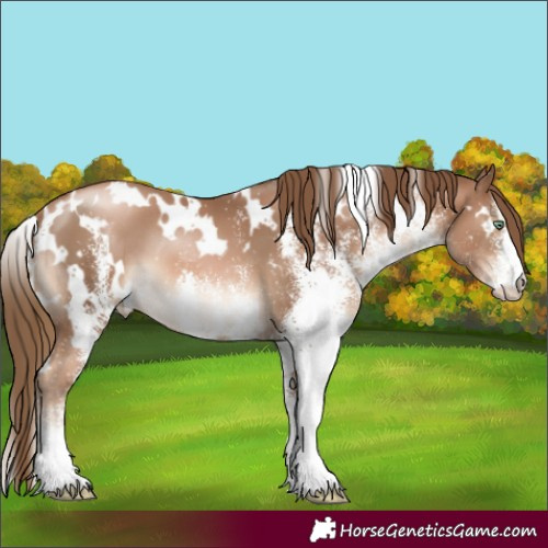 Horse Color:White Spotted Liver Chestnut Pearl