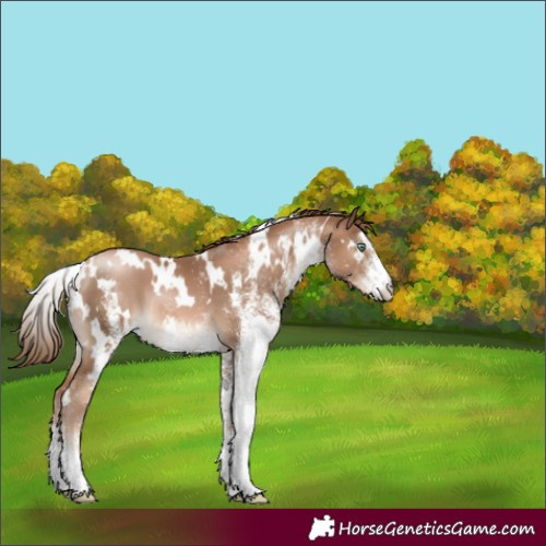 Horse Color:White Spotted Liver Chestnut Pearl 