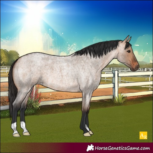 Horse Color:Bay Roan Dun 