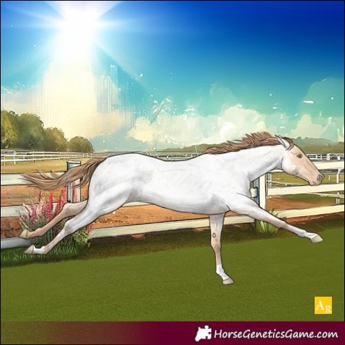 Horse Color:Gold Champagne Roan Dun Near Leopard Rabicano 