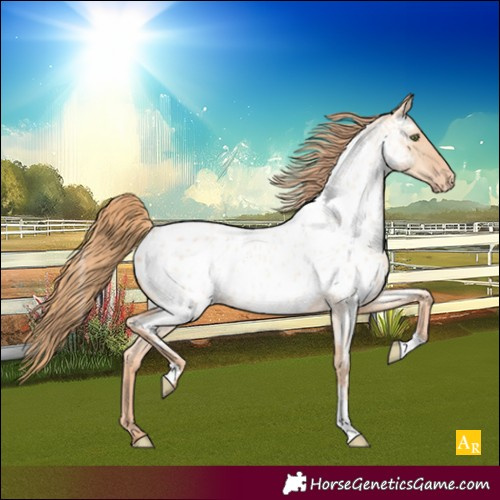 Horse Color:Gold Champagne Roan Dun Appaloosa Rabicano 