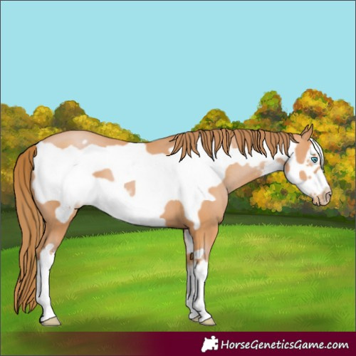 Horse Color:White Spotted Bay Pearl Frame 