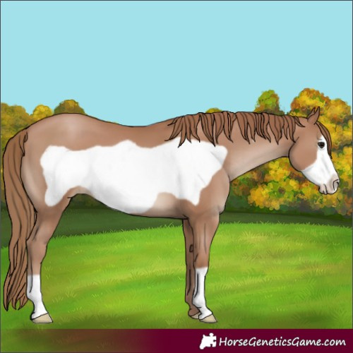 Horse Color:Black Pearl Frame