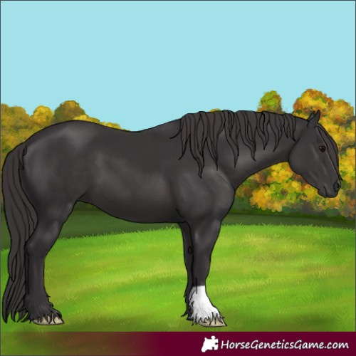 Horse Color:Smoky Black 
