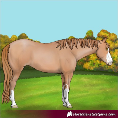 Horse Color:Bay Pearl