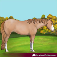 Horse Color:Bay Pearl