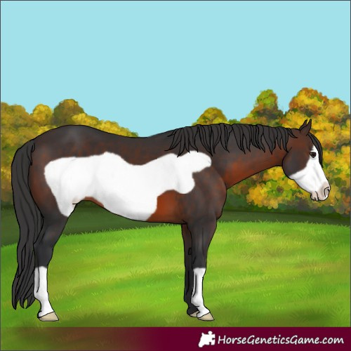 Horse Color:Brown Frame 