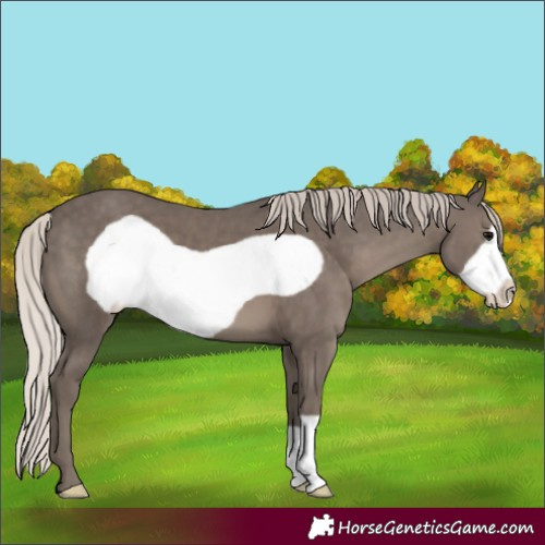 Horse Color:Silver Black Frame 