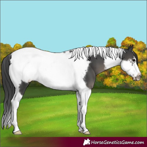 Horse Color:Black Tobiano Frame 