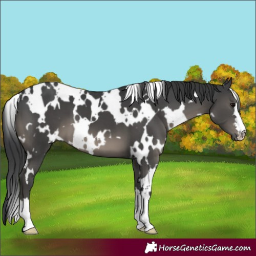 Horse Color:White Spotted Black 