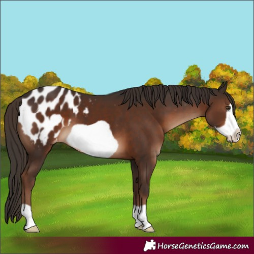 Horse Color:Liver Chestnut Frame Appaloosa 