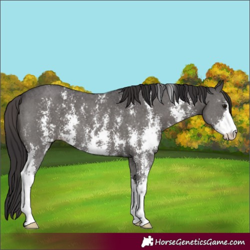 Horse Color:Smoky Black Sabino